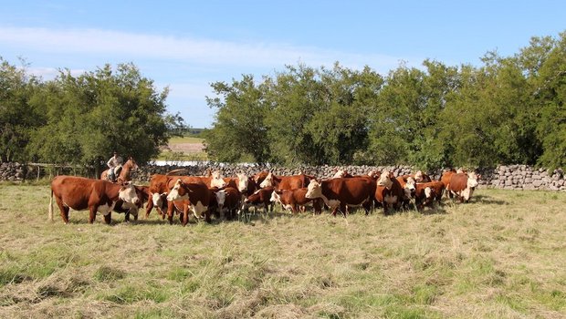 Leserreise Argentinien: Wo Kleinbauern gross sind Die Herde reinrassiger Hereford ist der grosse Stolz vom Joaquin Stirling in Young, Uruguay. Weiter züchtet er 300 Holstein-Milchkühe und 200 Fleischschafe und pflanzt Soja, Mais und Sorghum. Total besitzt der Nachkomme englischer Einwanderer 2000 Hektaren.