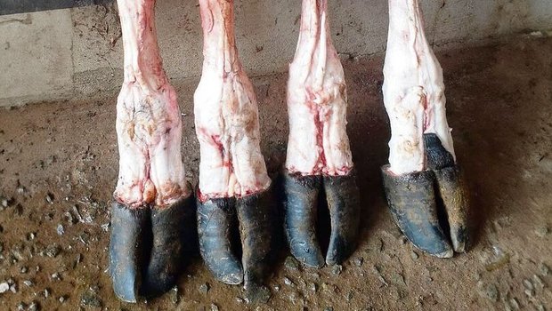 Wenn in Paraguay ein Wenn in Paraguay ein Tier geschlachtet wird, wird nichts weggeworfen, sondern alles verwertet, ganz nach dem Prinzip «Nose to tail».