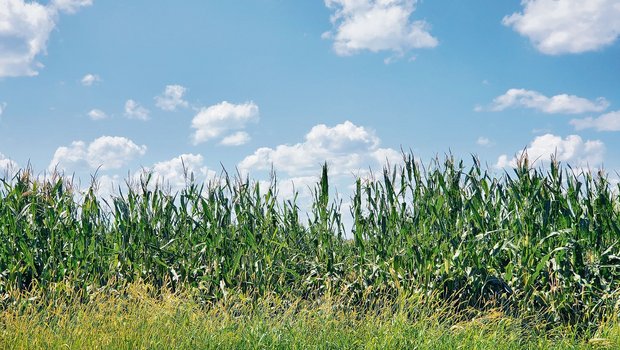 Auswandererin: Sommerhighlight «Sweet Corn Festival» Auch die USA sind von Unwettern heimgesucht worden. Der Mais hat Hagelschäden davongetragen. (Bild Melanie Reinmann)