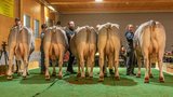 Nachzuchtgruppe Sunehof Wenger Rinetto 120.1349.9900.0 (Bild: Braunvieh Schweiz)