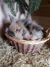 Kuschlä im Osterchörbli...Bild eingesendet von Romana Kubli 
