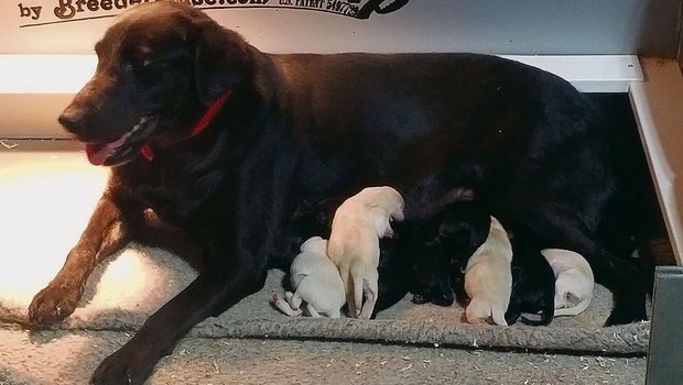 Tilly und ihre vier Tilly und ihre vier hellen und fünf schwarzen Labrador-Welpen warten in den USA auf die Rückkehr von Melanie Annegers.