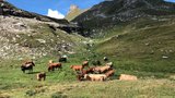 Der Weg führt mitten durch eine Mutterkuhherde. 