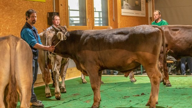 Der einjährige Swen Sohn Stucki von Züchter Jürg Liver aus Flerden GR wurde Mister Zuchtstierenmarkt Sargans 2023. (Bild: Braunvieh Schweiz)