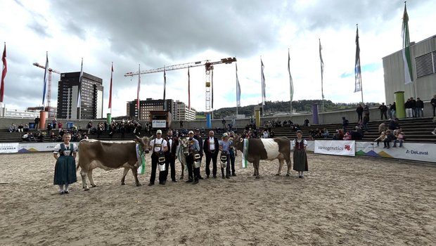 Das Dreamteam an der Olma: Die schönste Blüem Ramona, die Tagessiegerin Edelweiss und die schönste Gurtkuh Fara. (Bild: Daniela Clemenz)