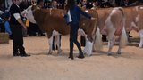 Kat. 3: 1. Ryters Cyrill Albula, Hanspeter und Peter Ryter, Kandergrund BE; 2. BurriGo Cyrill Verena, Gottfried Burri, Giffers FR; 3. Fels Kira, Walter und Brigitte Stucki-Jenni, Niederhünige BE. (Bild: Peter Fankhauser)