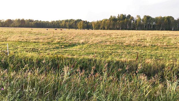 IFYE-Austausch: Ein gemütlicher Abendspaziergang führt auf den höchsten Berg Estlands Die Felder in Estland sind sehr weitläufig. Dafür gibt es nur winzige Berge. (Bild Regula Hofer)