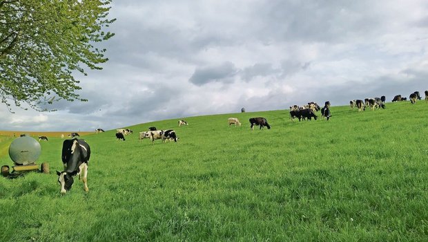Die Milchviehherde v Die Milchviehherde von Lena Junker ist seit März auf der Weide. Seit Mai fressen die Tiere Tag und Nacht draussen.