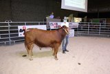 Der hornlose, 14-monatige Stier «Burri’s Winston» wurde an der Auktion für 6000 Franken ver-kauft. Züchter sind Franz und Anita Burri-Meier aus Dagmersellen. 