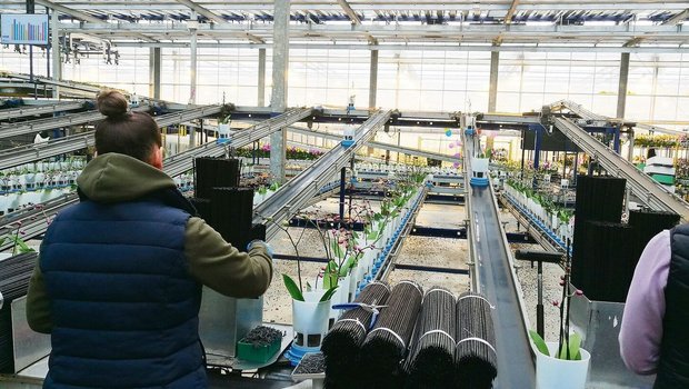 Besuch in den Nieder Besuch in den Niederlanden: Vollautomatisch fahren die Orchideen aus dem Gewächshaus zur Station, wo die Äste zur Stabilisation aufgebunden werden. Eine der Tätigkeiten, die noch nicht durch Maschinen oder Computer ersetzt werden konnten.