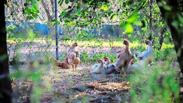 Um den Hühnern die hohen Temperaturen zu erleichtern, sollte der Auslauf, wenn möglich, durch Bäume beschattet werden. 