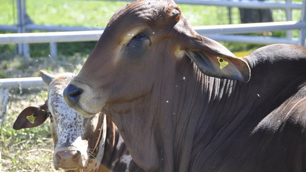 Die Rasse Brahman hat charakteristisch lange, hängende Ohren und eine ausgeprägte Wamme. Sie wurde in Amerika gezüchtet. (Bild: BauernZeitung / Jil Schuller)
