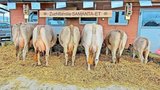 87 Punkte erreichte die wZF KÄLINgen Bender Samanta der GG Pius und Pius Schuler, Rothenthurm. (Bild: Braunvieh Schweiz)