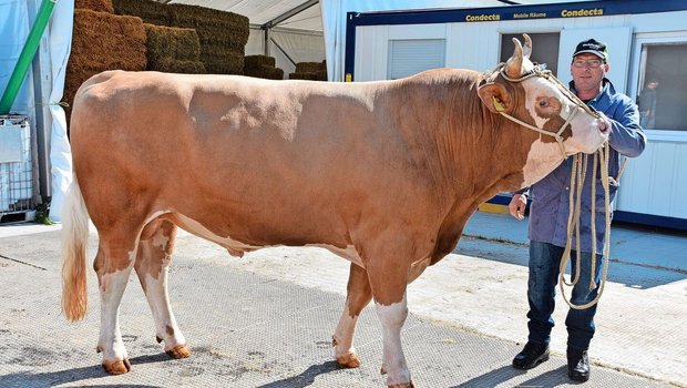 Eine Augenweide: der Simmentalerstier Lindor Milton von Daniel Salzmann, Junkern, Eggiwil. Der formschöne Stier wird im Oktober drei Jahre alt. (Bild: Peter Fankhauser)
