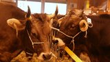 Der Sarganser Stierenmarkt – ein Ort, wo man sich trifft: der Zürcher BS-Stier Valex flirtet mit der Engadiner OB-Kuh Vanessa. (Bild: Reto Betschart)
