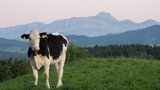 Weiden mit Aussicht (Bild: Svenja Sutter)