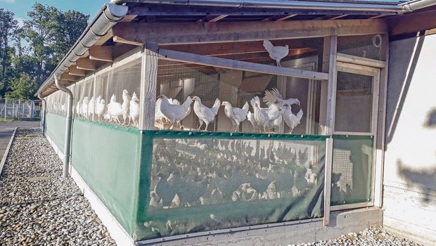 Im Aussenklimabereic Im Aussenklimabereich ist das Geflügel geschützt vor Wildvögeln, die das Vogelgrippevirus tragen können.