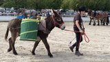 Mehrere «Abfall-Esel» wanderten während den Messetagen auf dem Gelände umher und sammelten Abfall. (Bild: Flurina Monn)