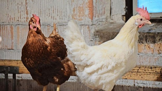 Die rote Vogelmilbe Die rote Vogelmilbe ist ein häufiges Problem bei Haushühnern. Während sie sich in der Nacht mit dem Blut der Hühner vollsaugt, versteckt sie sich tagsüber in den Ritzen des Stalls.