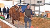 Jürg Gerber, Krauchthal, mit seinem RH-Stier Stockhorn’s Beno Bento. (Bild: Peter Fankhauser)
