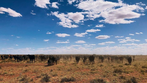 Anfang Februar stieg Anfang Februar stiegen die Temperaturen in Australien teils über 40 Grad. Es sind lange, staubige und heisse Tage für die, die auf den Rinderfarmen arbeiten.
